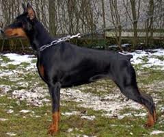 INT. CH. 2XCACIB Andora Von Cobra