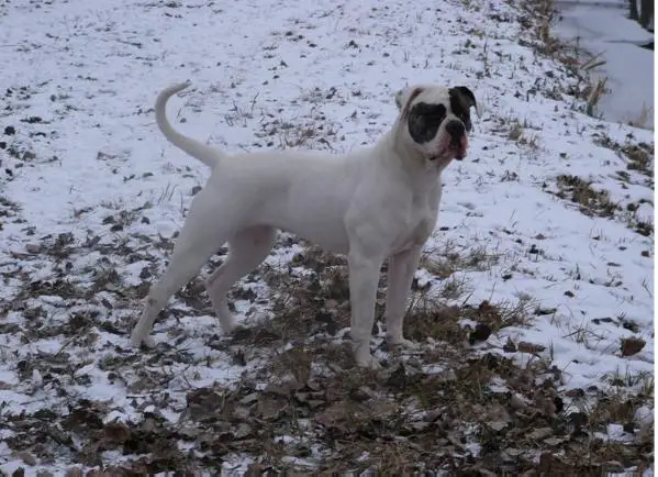 White Alex Albany of Albanybulls "BONY"