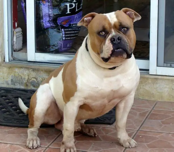 everglades red mickey