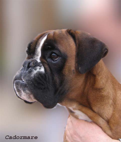 Pixel della cadormare