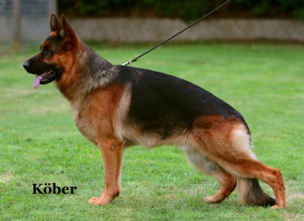 Conner aus Westenfeld