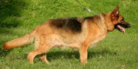 Amber Die Erste Borja