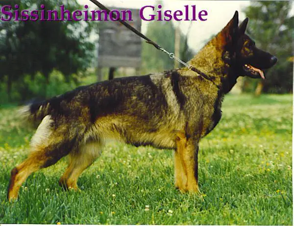 Sissinheimon Giselle