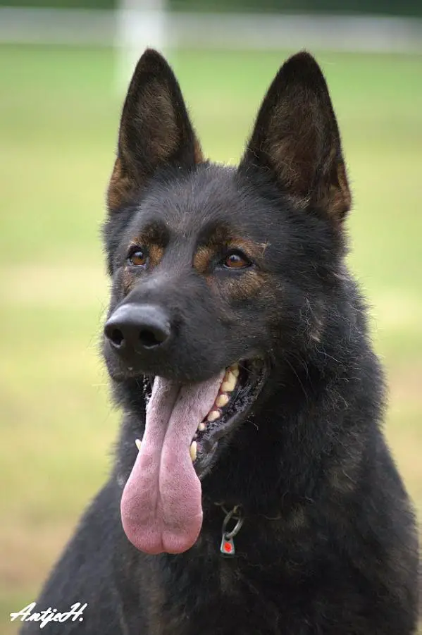 V Exel von Weltwitz/Ost