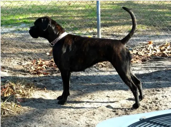 Enjoy von der Igelsheide