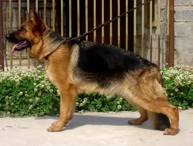 V(RUS) Fara  s Logoiskogo Trakta