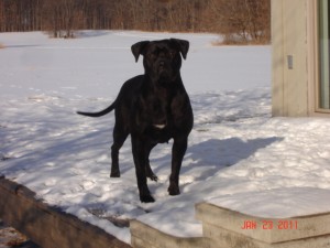 Ace's Raiven of Crow