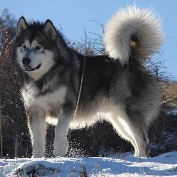 ThaderBay Chief Ouan