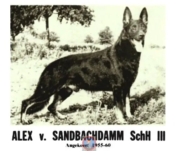 Alex vom Sandbachdamm