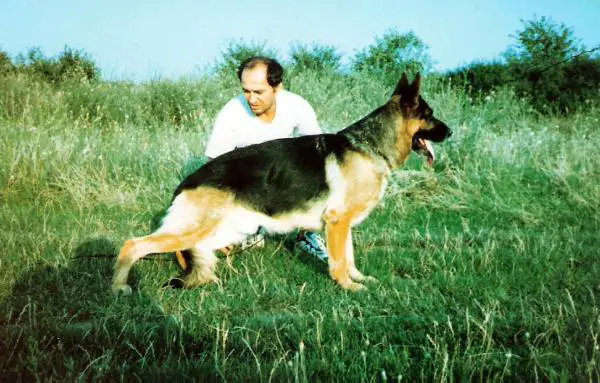 Merlin von der Kahler Heide