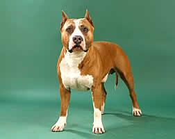 INT.CH. RUS.CH Ljuber Krasavchik Carl