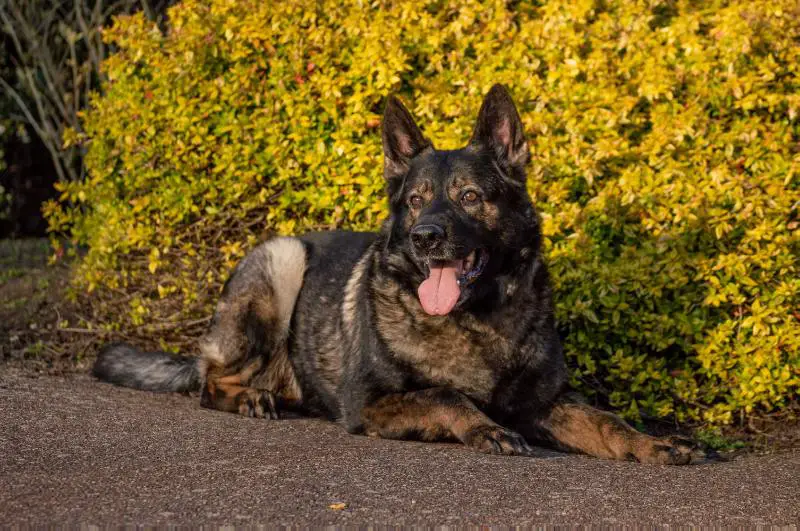 UCH,INTCH, NATCH, SG Fana z Jirkova Dvora