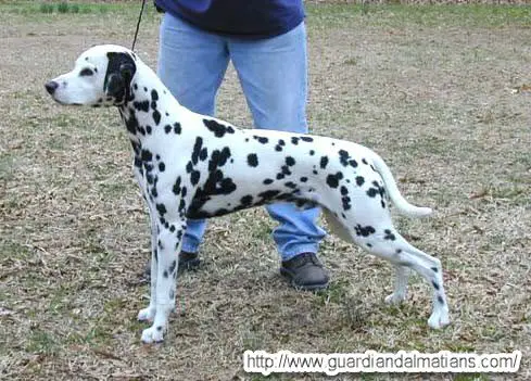 Top Ridge Riverdance