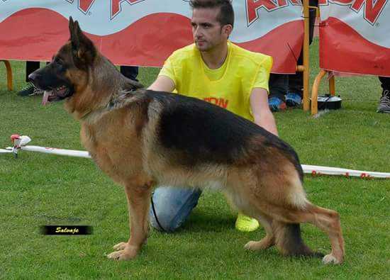 VA 4 SEGOVIA 2014 Leonardo von der Grafenburg