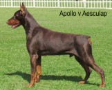 Apollo Von Aesculap