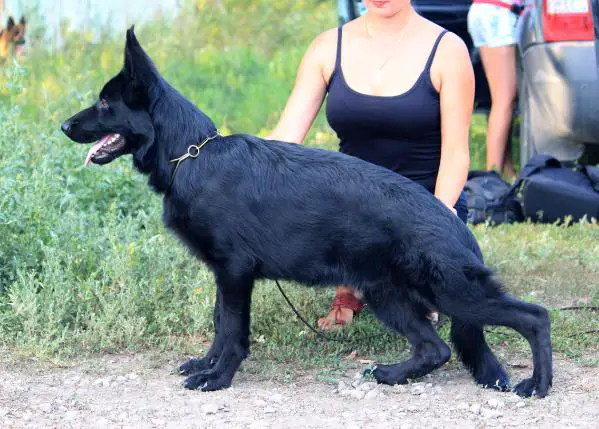 Maximus von Osten Herz