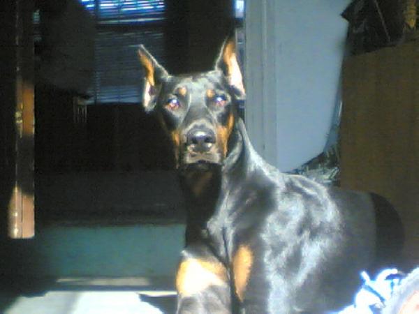 Arex