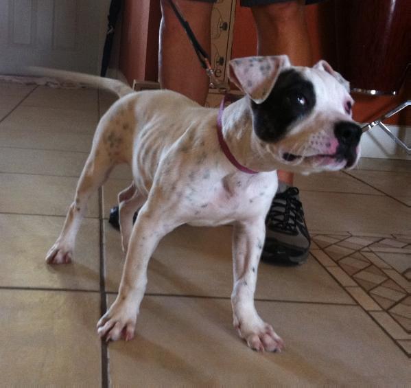 Baullosa's Jade of Leatherneck