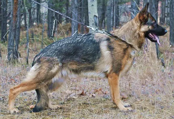 V Ezhevika s Bratskogo Vzmorja