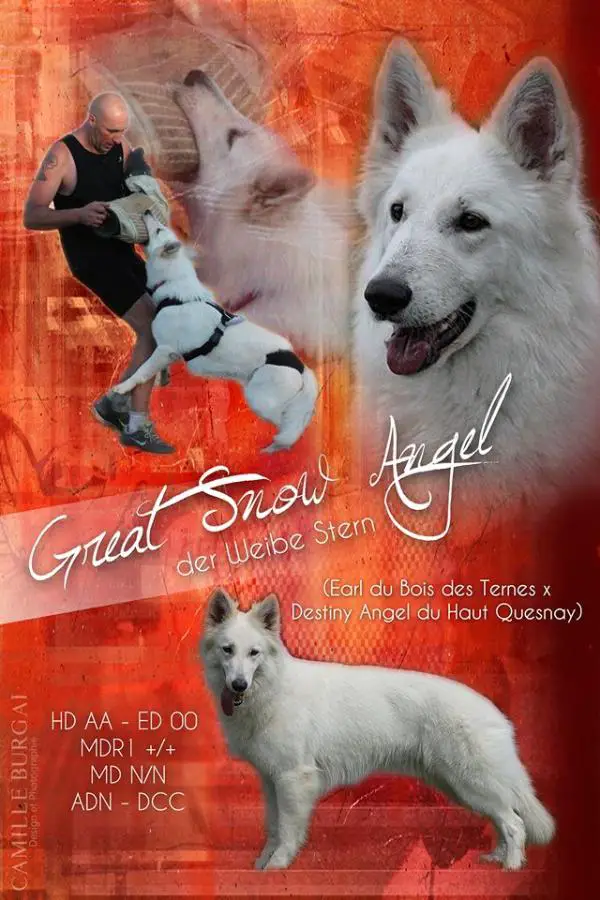 FRCH, LUXCH, SWISSCH Great Snow Angel  Der Weibe Stern