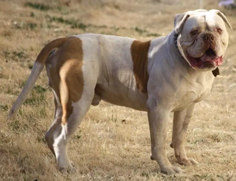 BullyBadass's Lightning Strike of BFK's