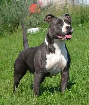 Pretty lady in blue z samotni christa