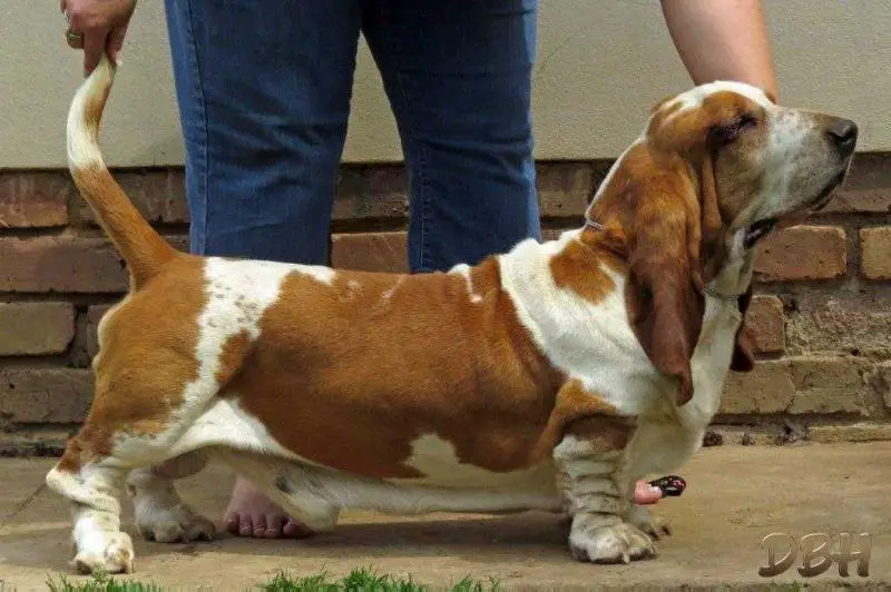 GR CH, CH, KUSA National Basset Hound 2016 Stormwave Gregory of MiDestino