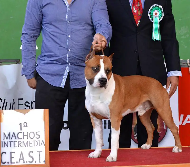 CH CEAST Winner '17 Thunder Bully Martini Man