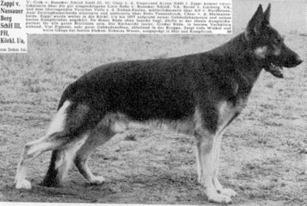 Zappi vom Nassauer Berg