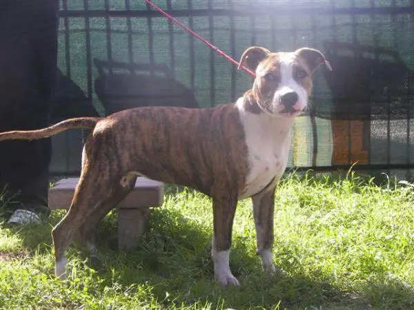 Expertoclass Blazon Stone blast in the past