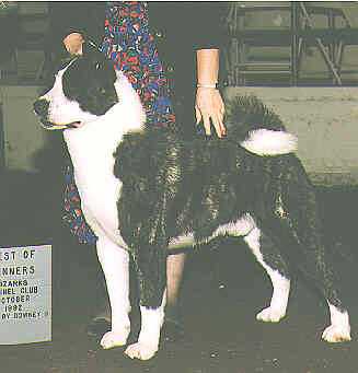 AKC CH Apogee's-Dances-With-Wolves