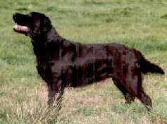 Penny Royal's Betty Boop