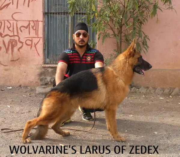 Wolvarine's Larus of Zedex