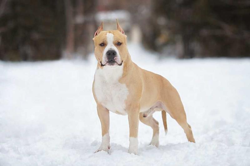 JCH RUS, KAZ, СW, GRAND Shandi Shah Iz Doma Lankaster