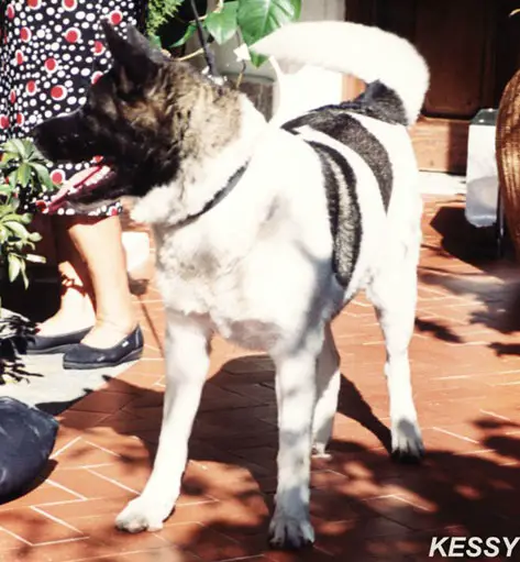 Hillmora's Lady Abroad