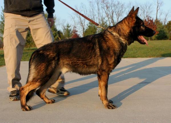 Titan Von Schone Stadt