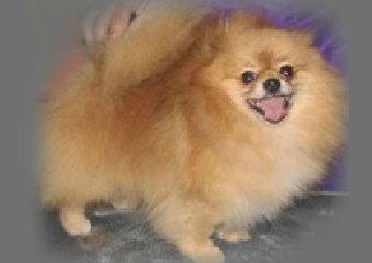 Char's Sweet Thing Doddy