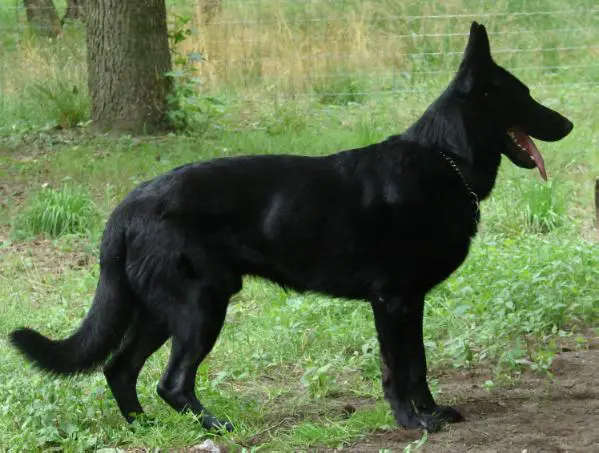LightningBlackShelby Stolhammer