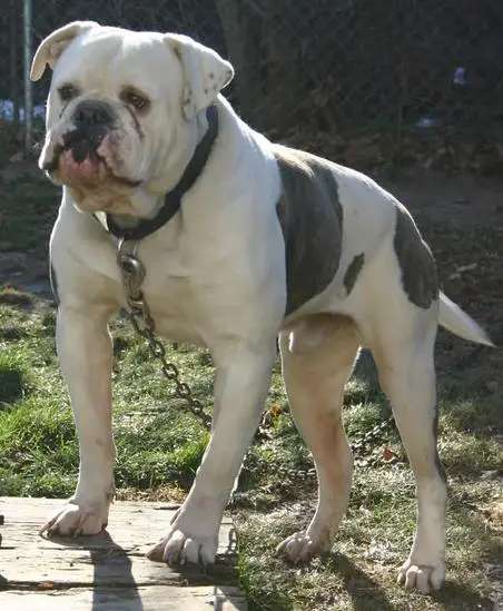 Kracka's Grand Finale "Jack"