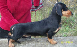 CH RUS MOL CYP UKR Ruffwyr's Teddy Bear MW