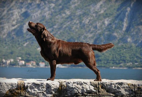 CH BUL,CYP,GEO Cedarwood PLAY MOR SO MUCH MOR