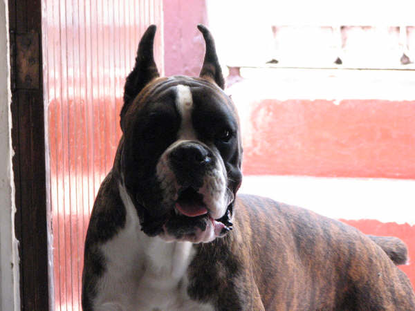 Draggo (Echeverria) mex.Fci