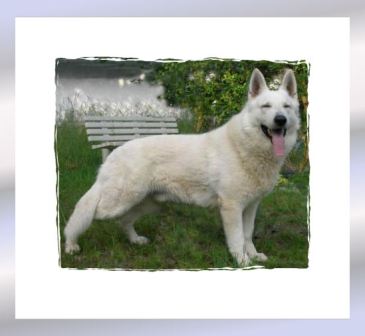 CA, CAC, CACIB, EHRE Angelo from the Smooth White FTSW
