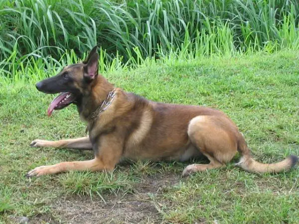 Franco de phdx of mako san