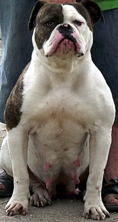 Bulls Of Victory Sharlott