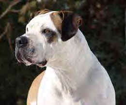 White Bandit Ida Red