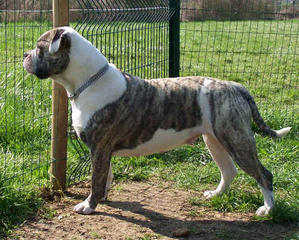 Boulette des loups d'aphrodites