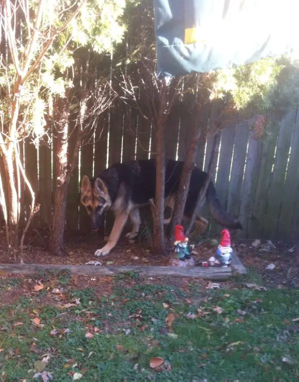 Royalair's Bear Of Wisconsin