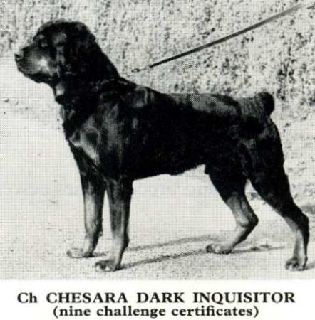 ENG CH. Chesara Dark Inquisitor
