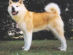 BIS HU GCH, HU CH, JWORLD CH Oshitsumaru Go No Shatsuko